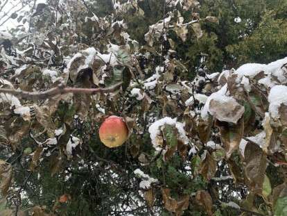 зимове яблуко погода