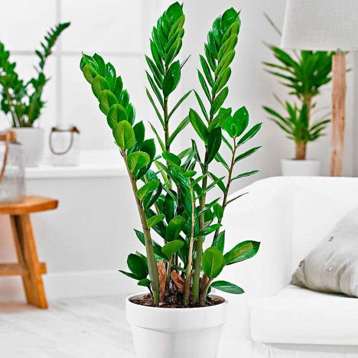кращі рослини для ванної кімнати