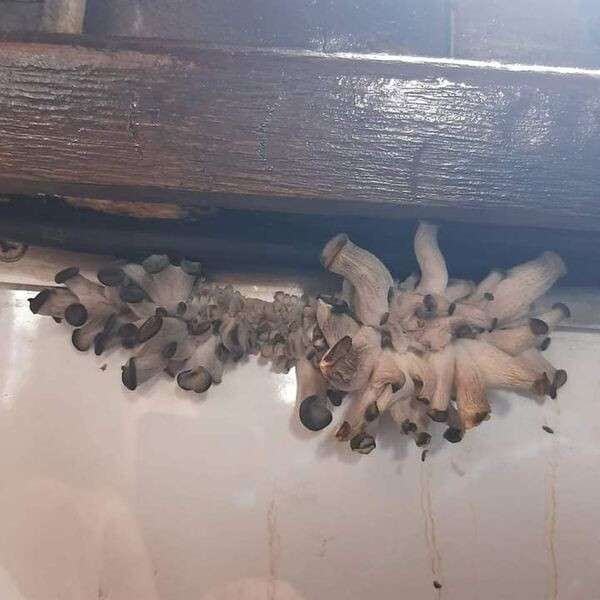 гриби Укрзалізниця
