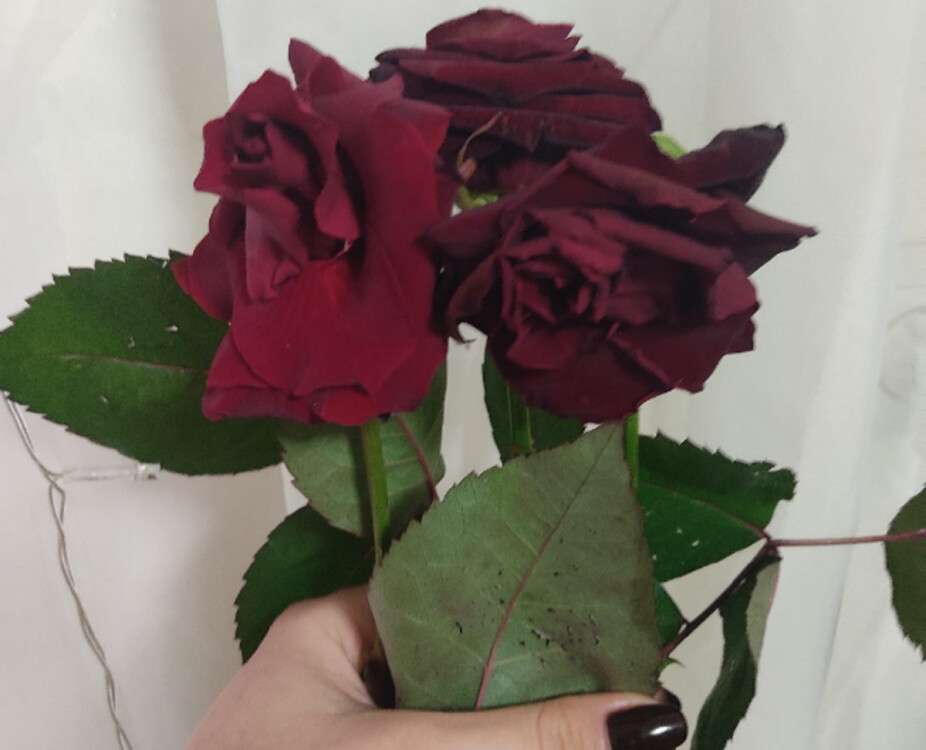 троянди на день святого валентина