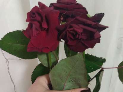 троянди на день святого валентина