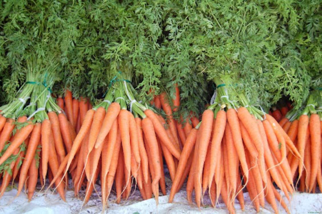 морковь урожай