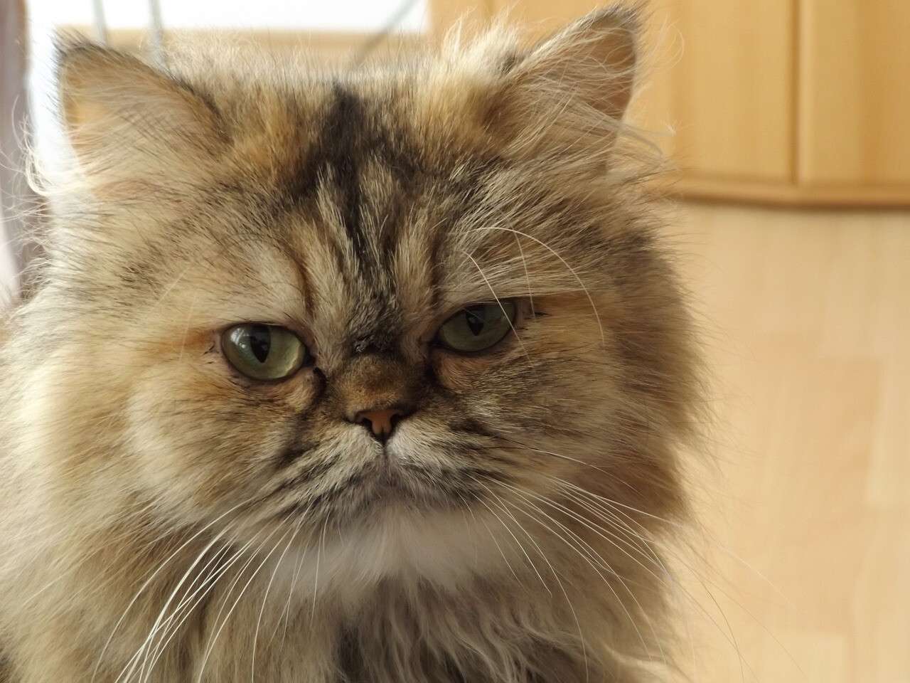 перська кішка