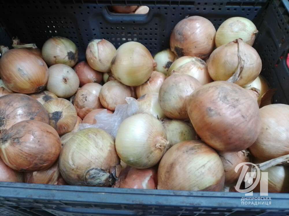цибуля