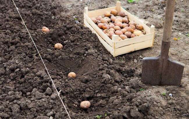 садити картоплю