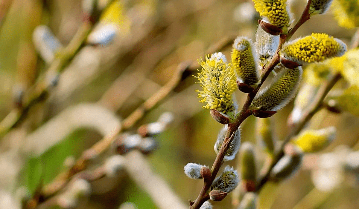 Благовіщення. Традиції свята