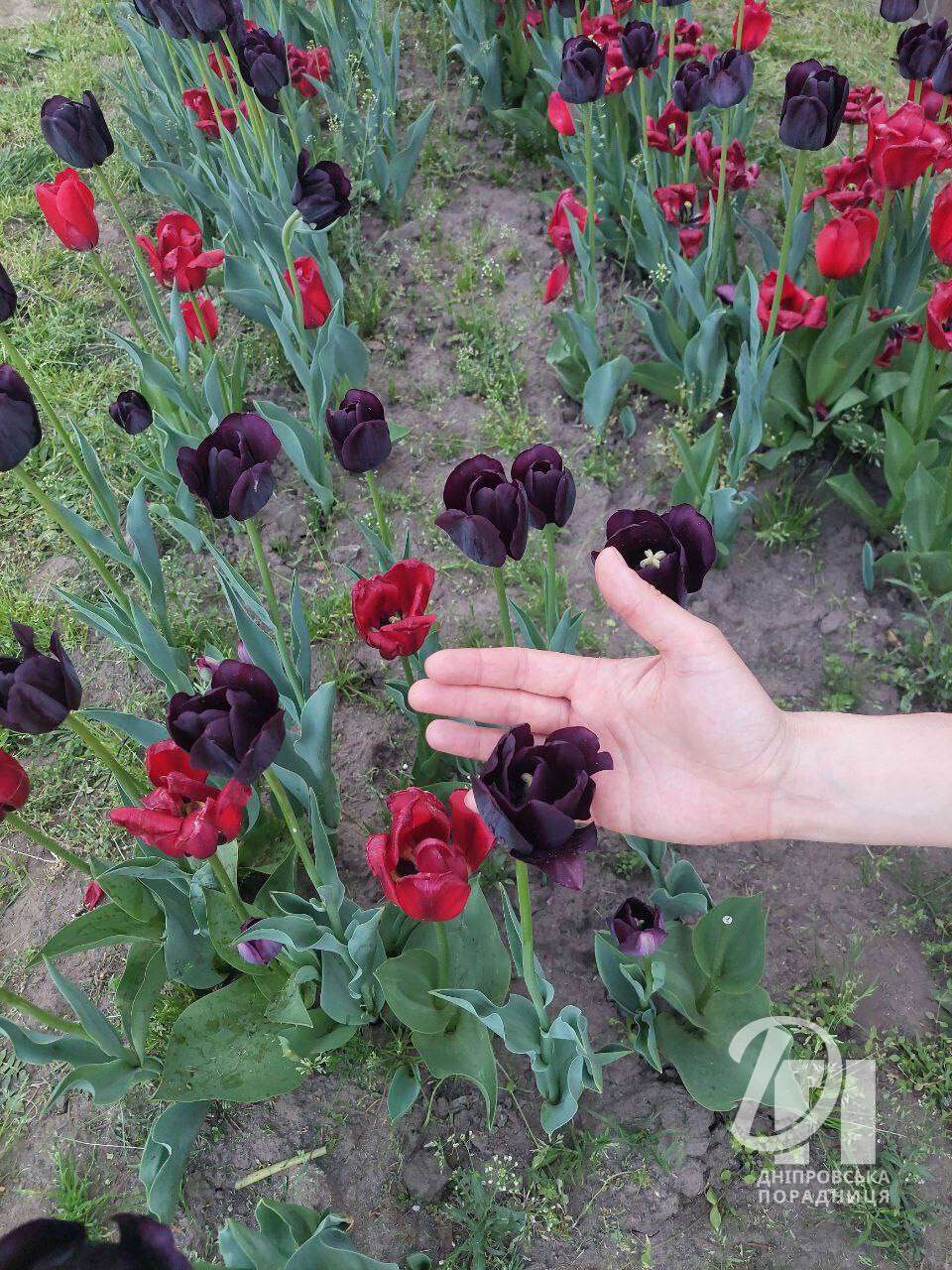 Дніпро розцвів тисячами тюльпанів