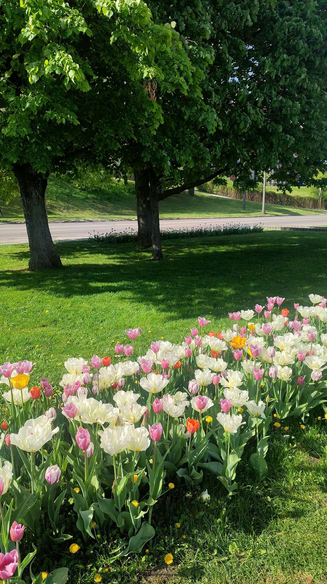 Дніпро розцвів тисячами тюльпанів