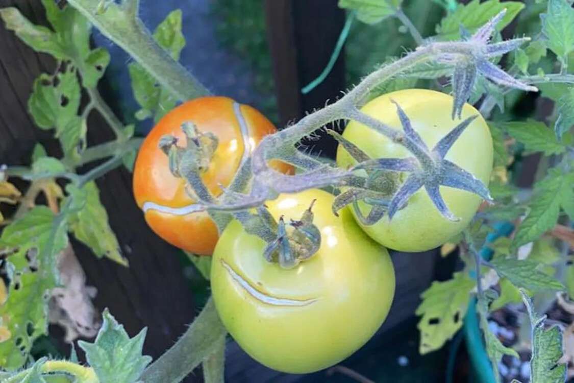 помидор трещина