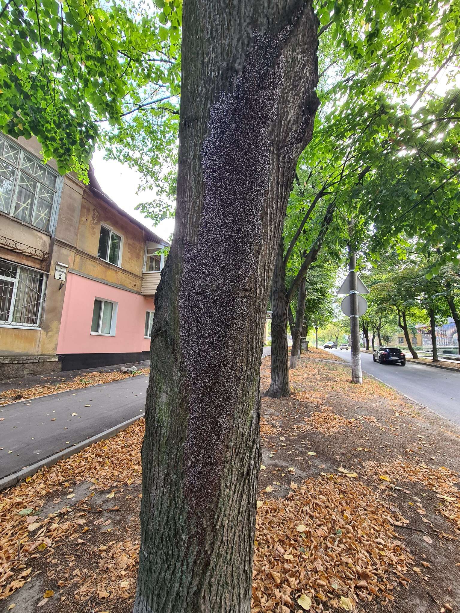 Незвичайне явище у Дніпрі: липи вкрилися тисячами комах