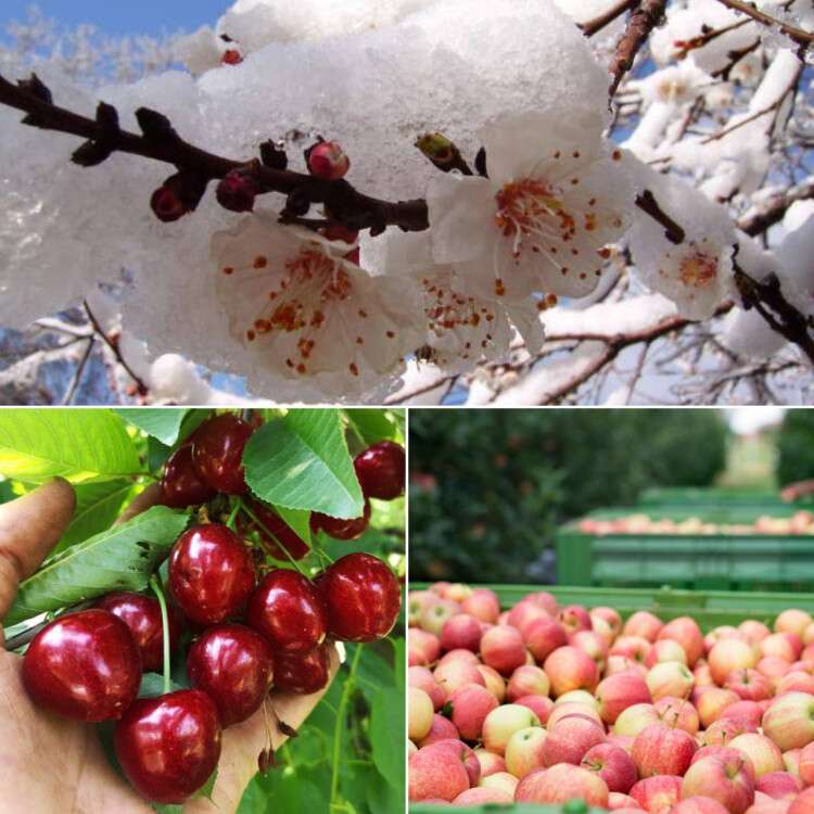 неста