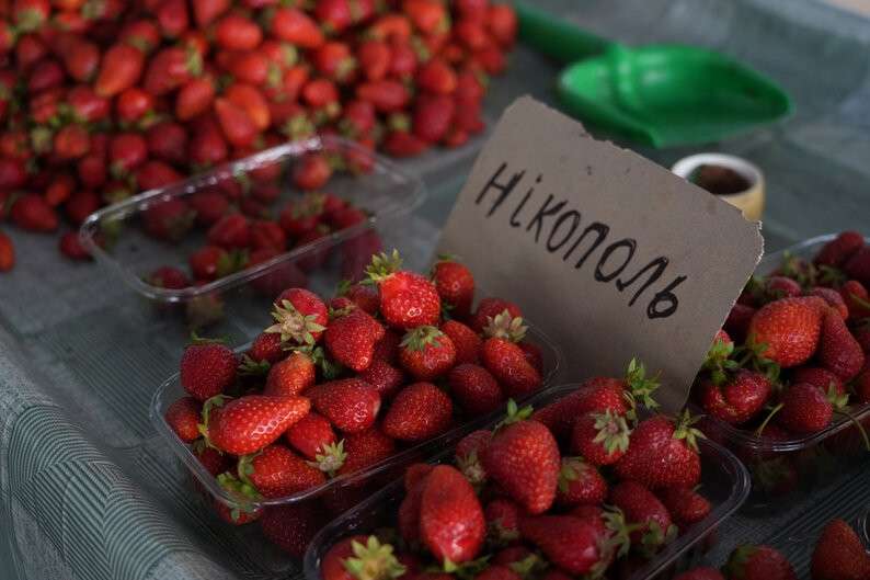 нікополь полуниця
