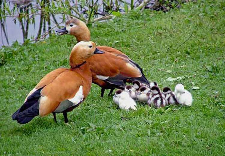огар