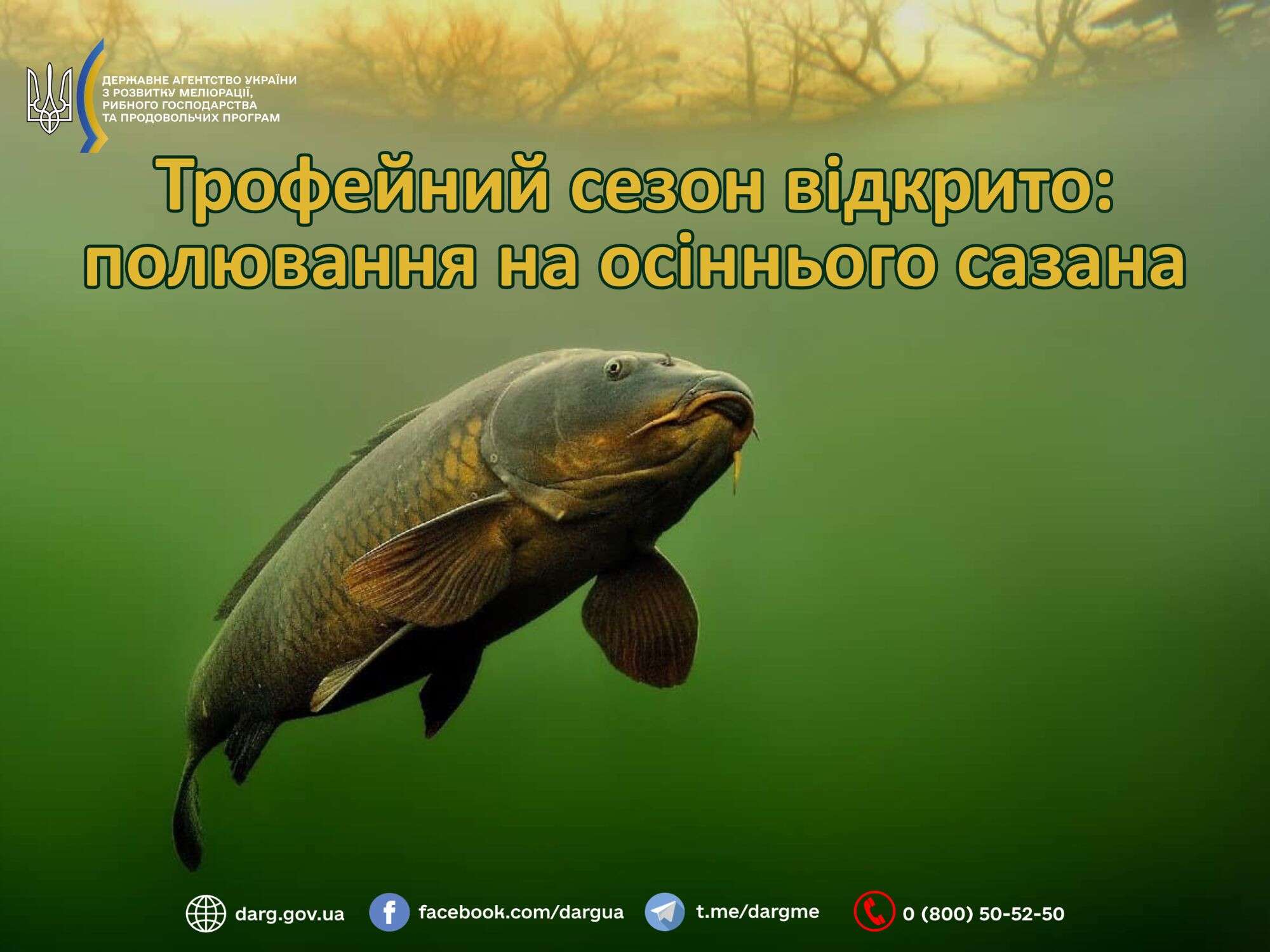 сазан
