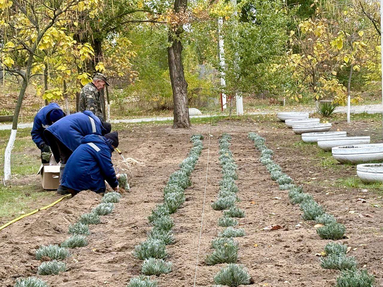 300 кущів лаванди та хризантеми: у парку Сагайдак у Дніпрі провели озеленення