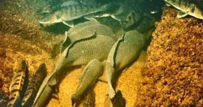 зимувальна яма