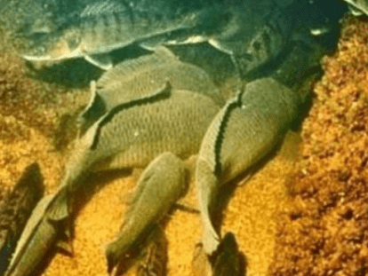 зимувальна яма