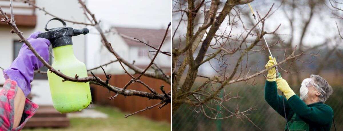 оприскування