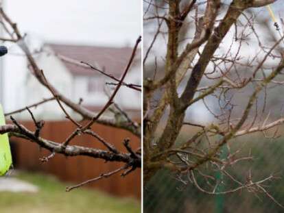 оприскування