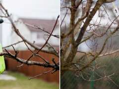 оприскування