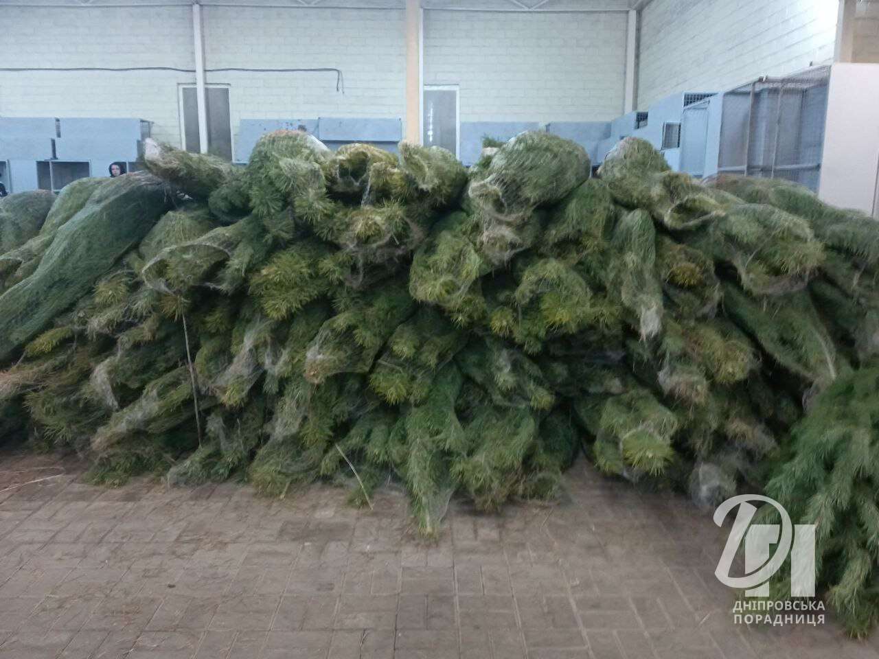 Новорічні ялинки з'явилися на центральному ринку "Озерка" у Дніпрі