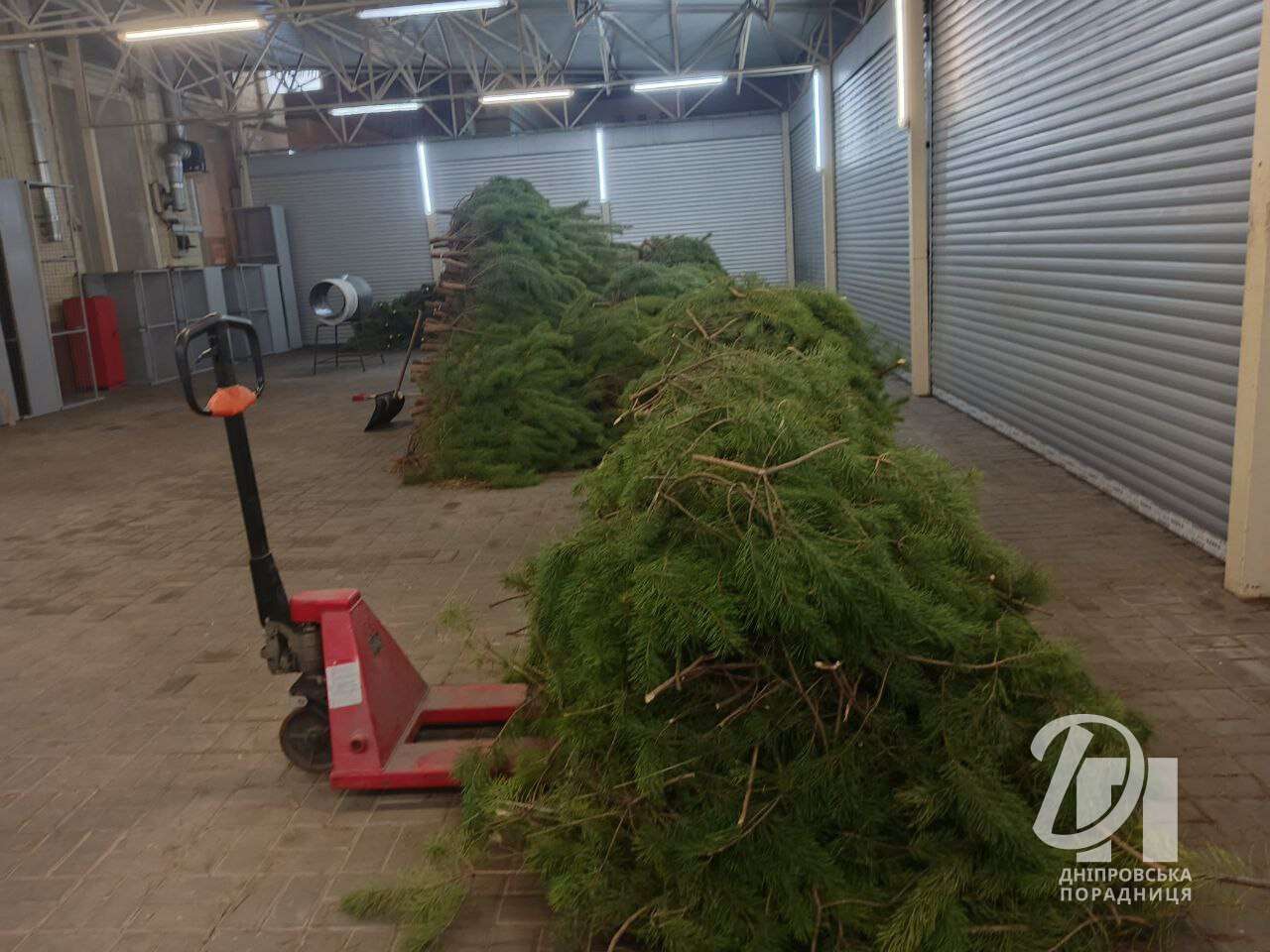 Новорічні ялинки з'явилися на центральному ринку "Озерка" у Дніпрі
