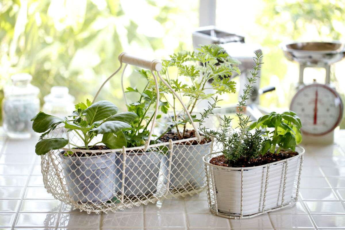 duxmyani-travi-vdoma-50-idej-z-foto-01