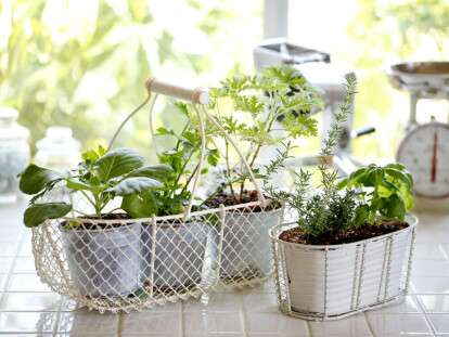 duxmyani-travi-vdoma-50-idej-z-foto-01