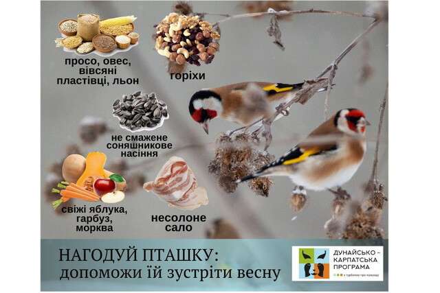 Як та чим правильно підгодувати птахів у зимові морози