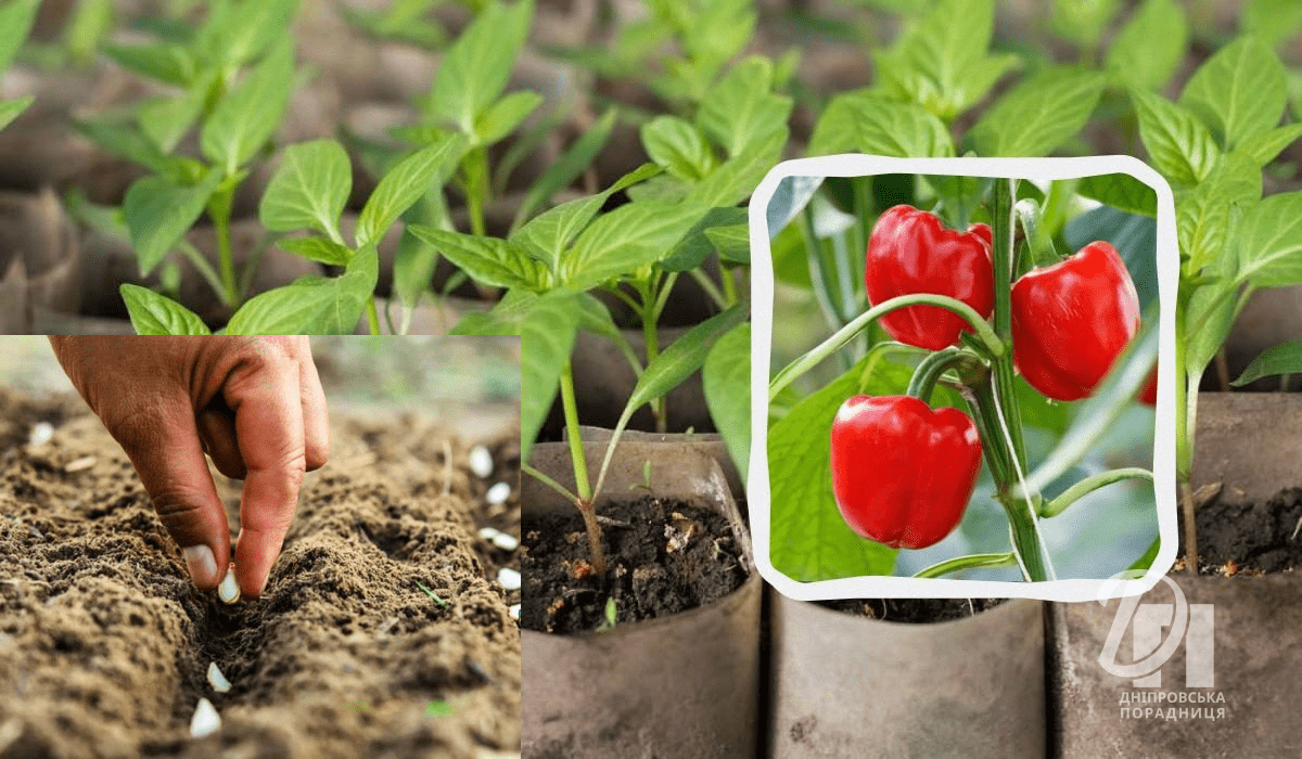 коли сіяти рослини