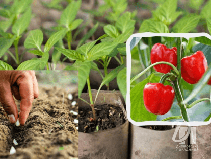 коли сіяти рослини