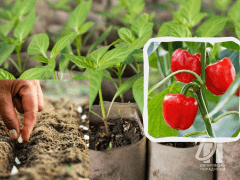 коли сіяти рослини