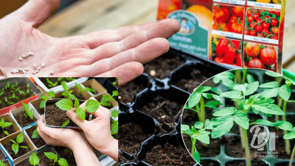 Коли сіяти рослини навесні. Календар посівів