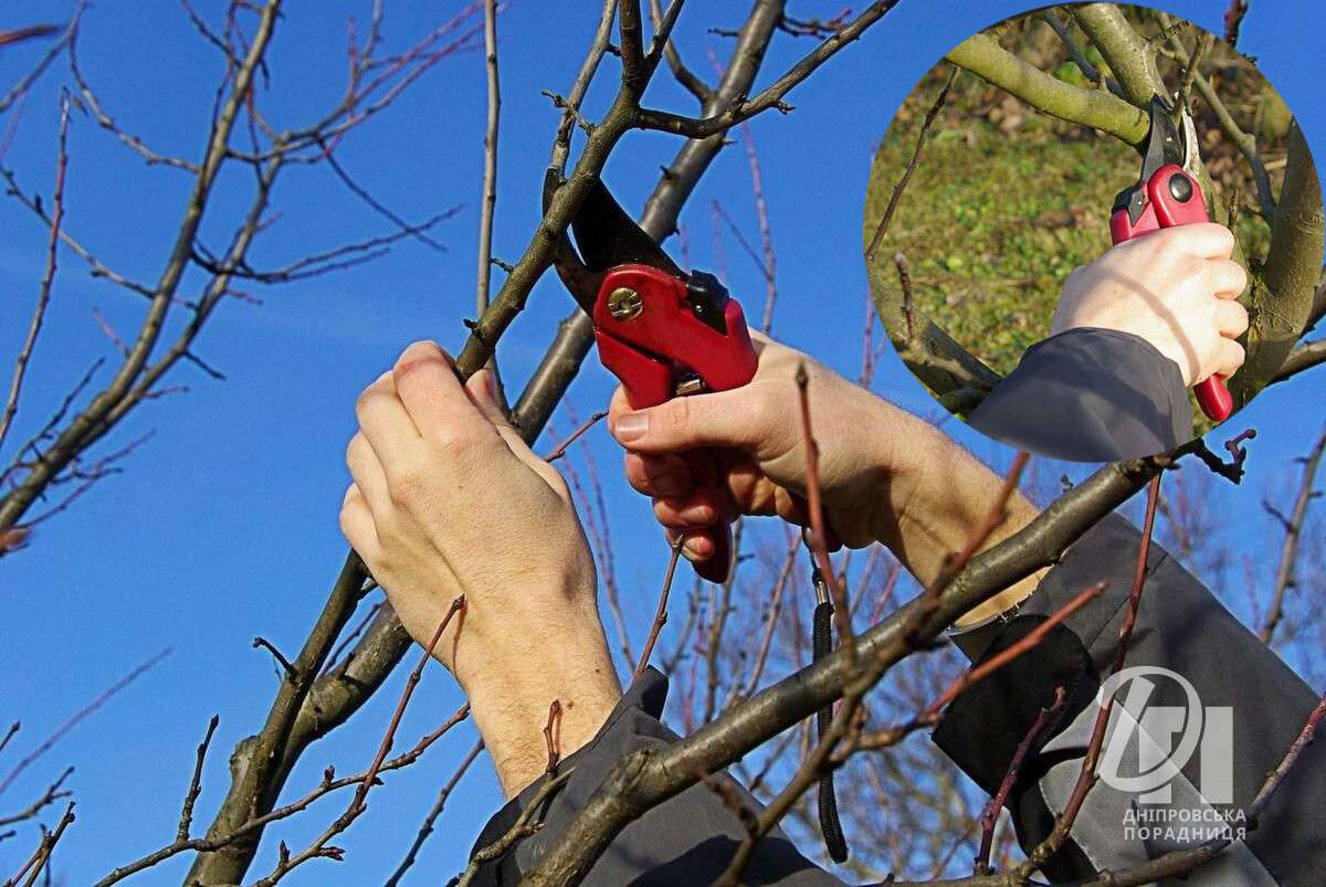 обрізка дерев навесні