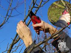 обрізка дерев навесні