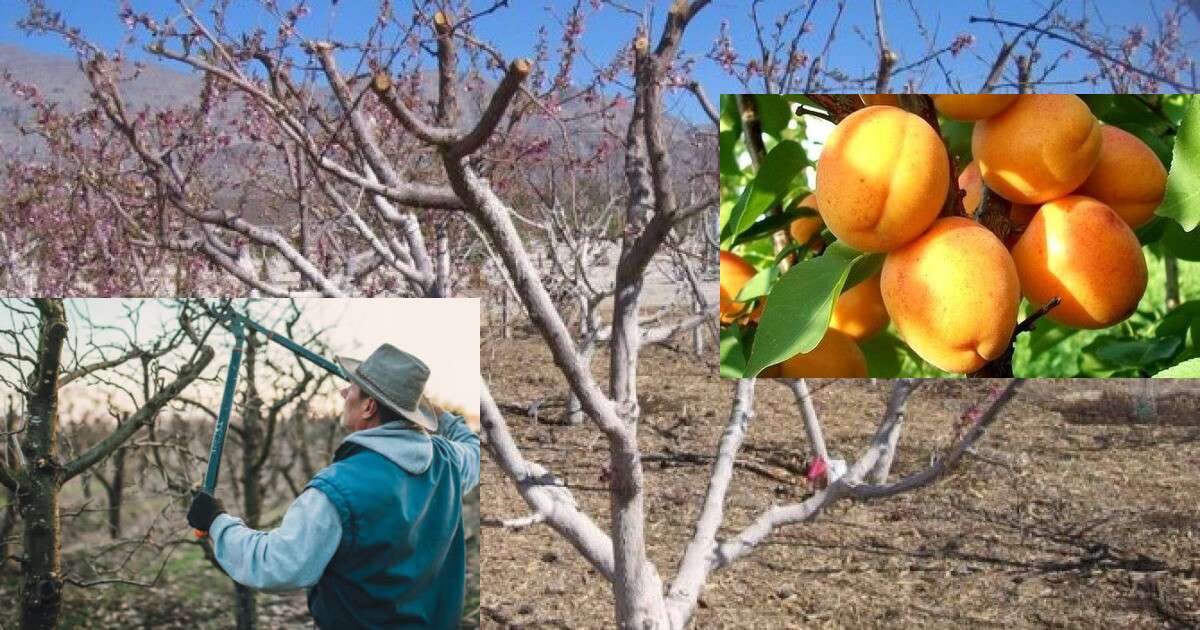 Обрізка абрикосів