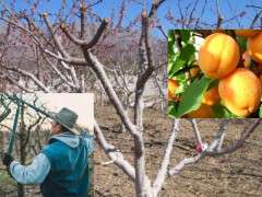 Обрізка абрикосів