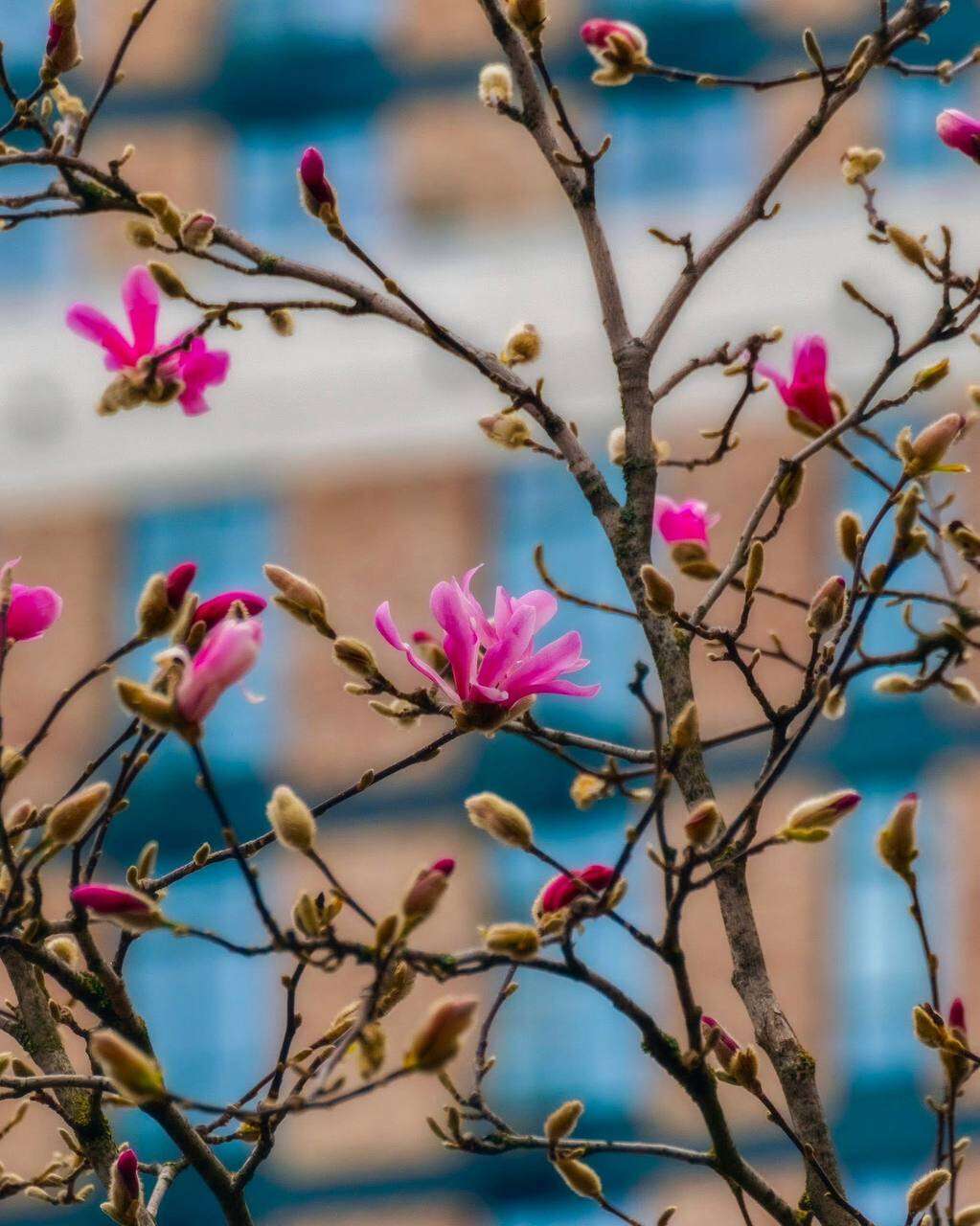 У Дніпрі розпочався сезон магнолій: де подивитись