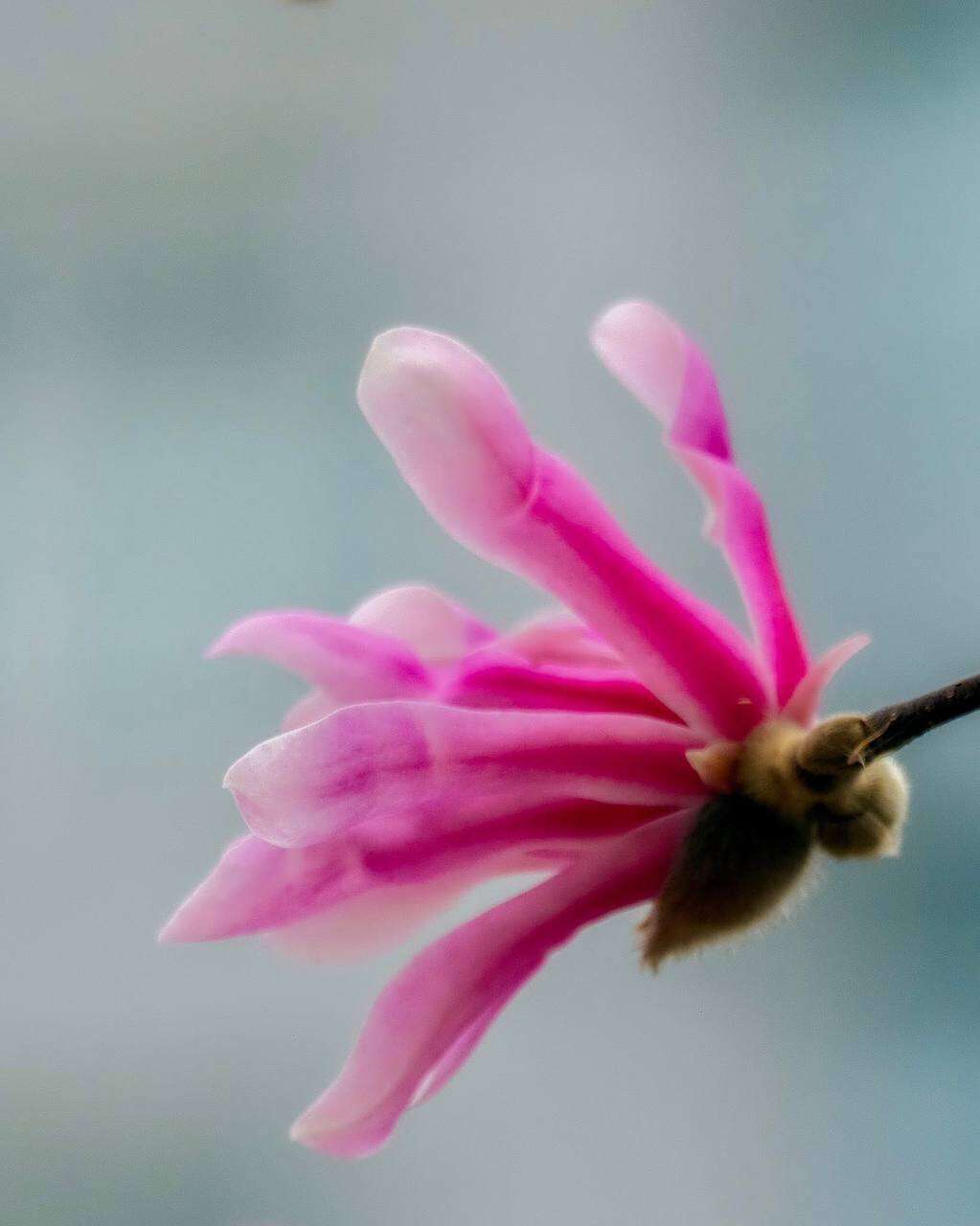 У Дніпрі розпочався сезон магнолій: де подивитись