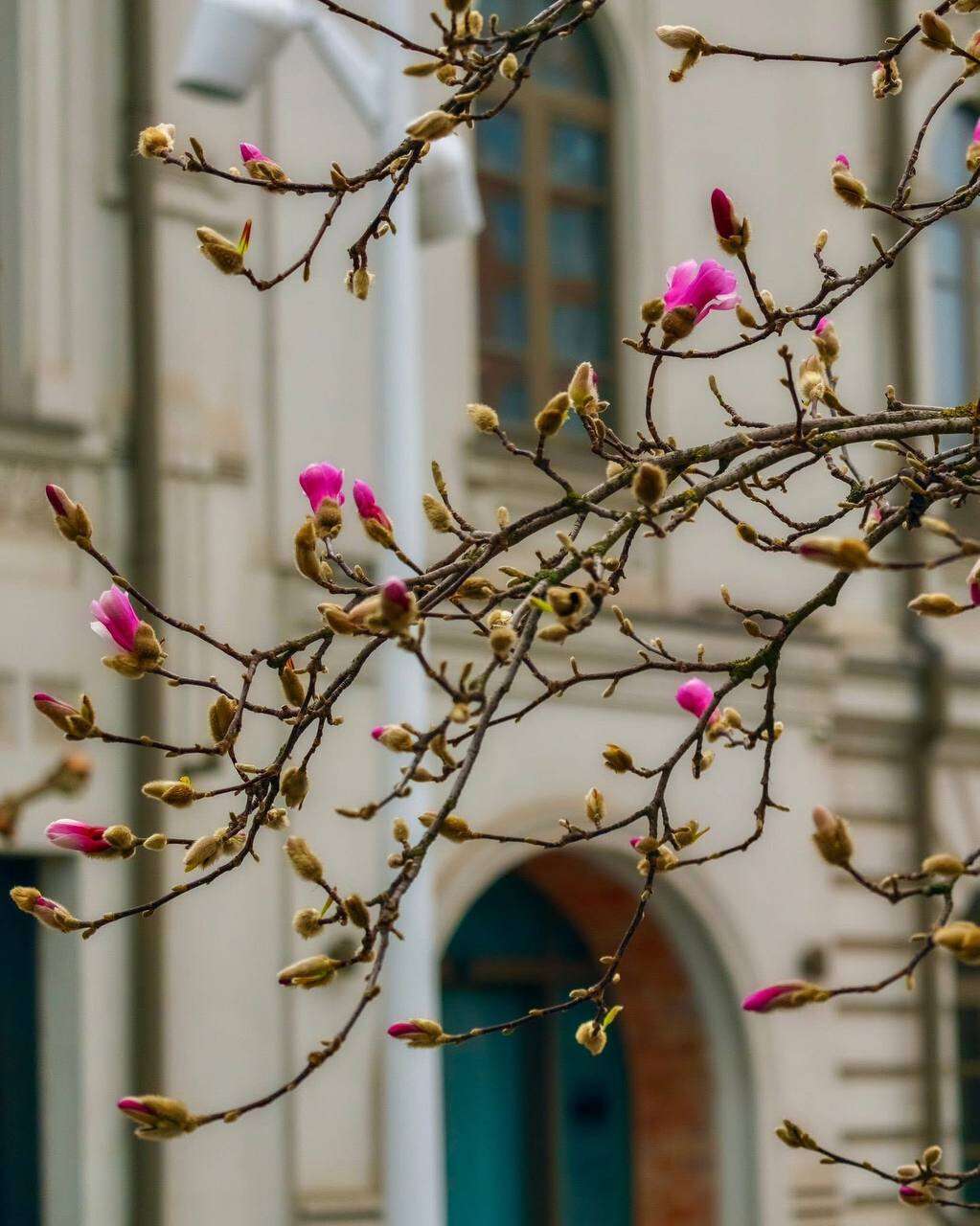У Дніпрі розпочався сезон магнолій: де подивитись