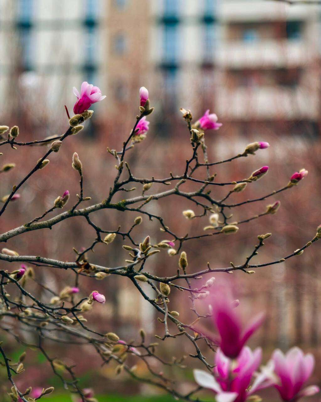 У Дніпрі розпочався сезон магнолій: де подивитись