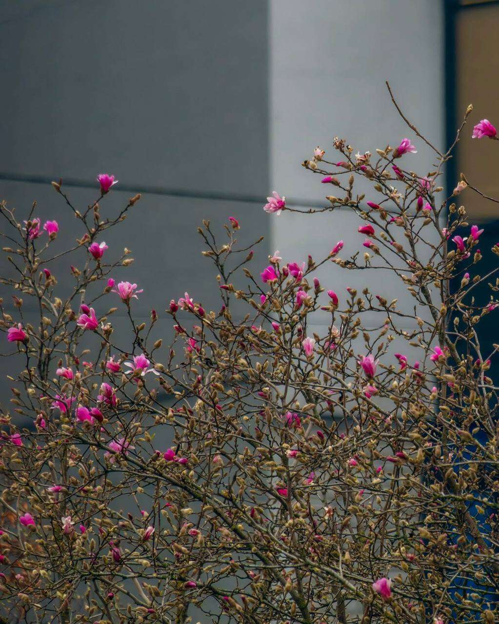 У Дніпрі розпочався сезон магнолій: де подивитись