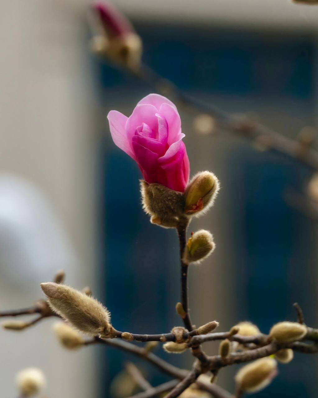 У Дніпрі розпочався сезон магнолій: де подивитись