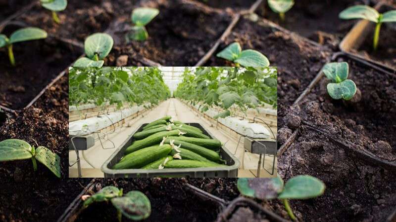 коли сіяти огірки у грунт