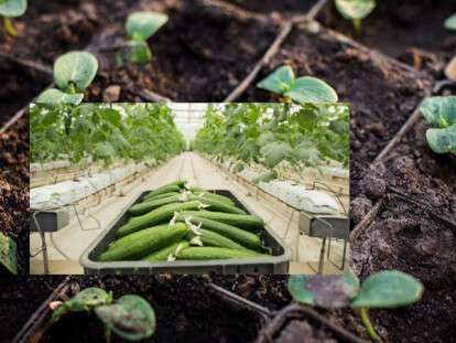 коли сіяти огірки у грунт