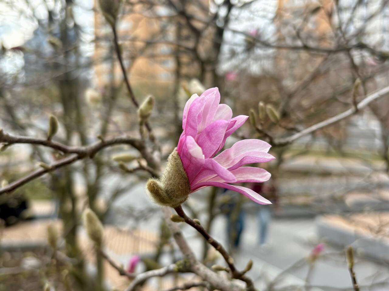 магнолія1