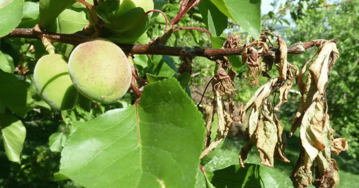 моніліоз абрикос