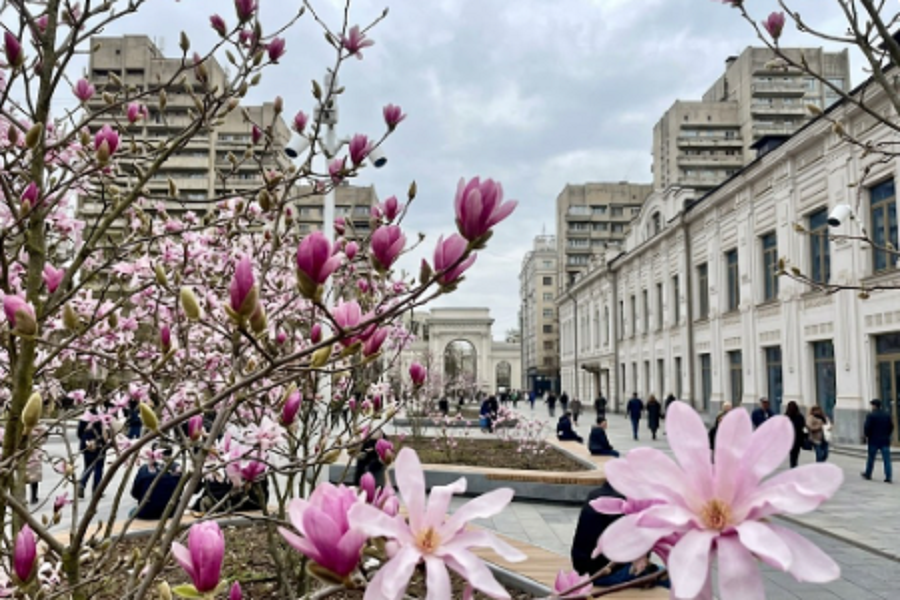магноліям в Дніпрі