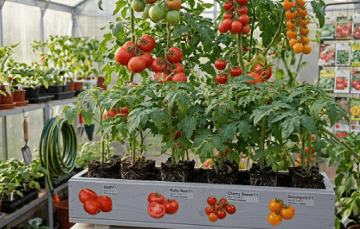 розсада помідорів