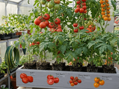 розсада помідорів